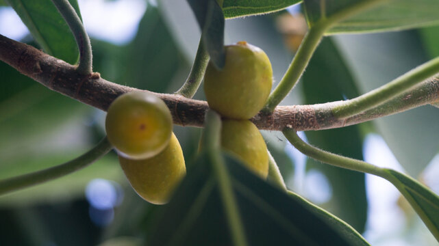 This plant appears to be a species of Ficus (fig tree), with the yellow fruit being a type of syconium, or an inverted flower structure commonly called a "fig". Taken from Las Pinas, NCR, Philippines.