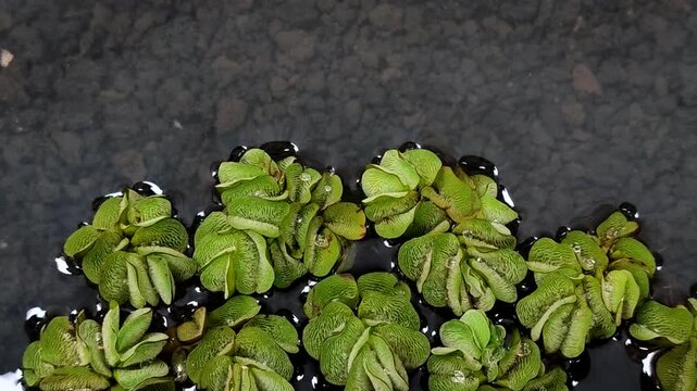 Salvinia minima (Salvinia minima Baker), an exotic floating aquatic plant. It functions as a natural air purifier, aquarium shade, and algae preventative. It's ideal for a healthy pond ecosystem