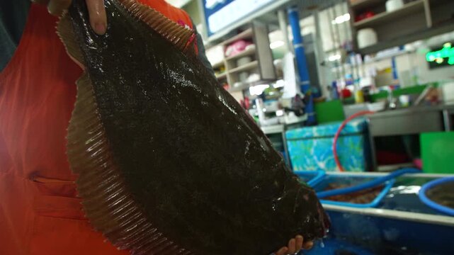 Live Wild Flatfish Caught by Fishing in the West Coast of Korea 한국 서해안 낚시 자연산 광어