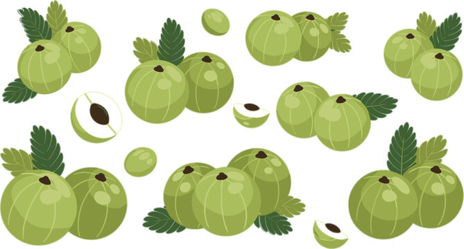 Gooseberry Fruit Vector Set Featuring Green Amla Berries, Whole and Cut Fruits with Leaves in Flat Illustration Style
