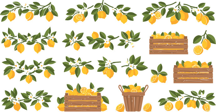 Lemon Tree Branches and Wooden Crates with Fresh Citrus Fruits in Flat Vector Style, Harvest Illustration Set for Farming, Market, Packaging, and Organic Food Design