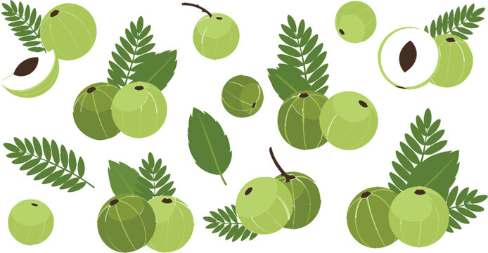 Amla Fruit Collection with Green Indian Gooseberries and Leaves in Flat Vector Style, Herbal Ayurveda Illustration Set for Organic Food, Health, and Botanical Design