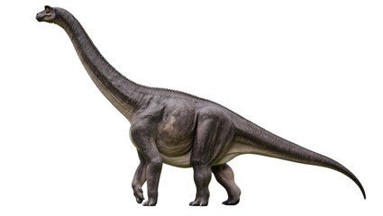 Fototapeta premium Massive gray Brachiosaurus dinosaur with long neck, isolated on transparent background