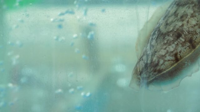 Fresh Cuttlefish Caught in West Sea Korea 갑오징어 싱싱한 해산물 한국 서해안