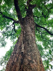 Fototapeta premium old oak tree