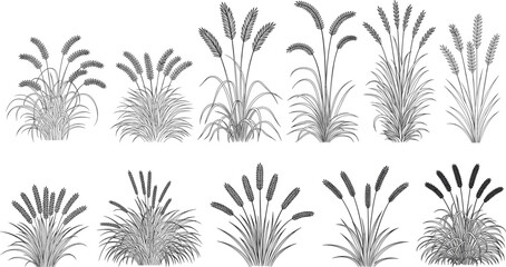 Fototapeta premium Black and white of various grass stalks and seed heads