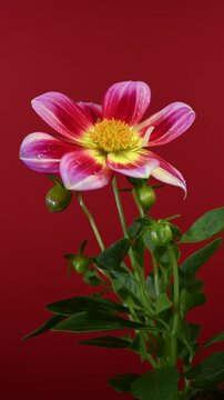 Pink and Yellow Dahlia Flower With Raindrops Against magneta Background