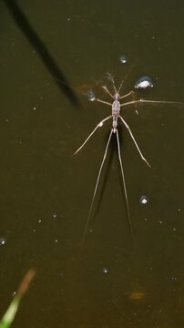 Water strider insect resting on the surface of a dark green pond. Macro footage showing long legs utilizing water surface tension in a wetland environment.