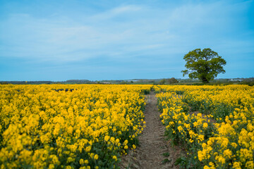 Naklejka premium Path leading through blooming yellow rapeseed field with lone tree under blue sky, spring agricultural landscape for farming, rural nature and sustainability concepts