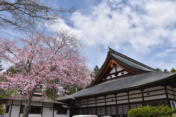 Naklejka premium 軽井沢の静かな寺院と濃いピンクの桜の風景