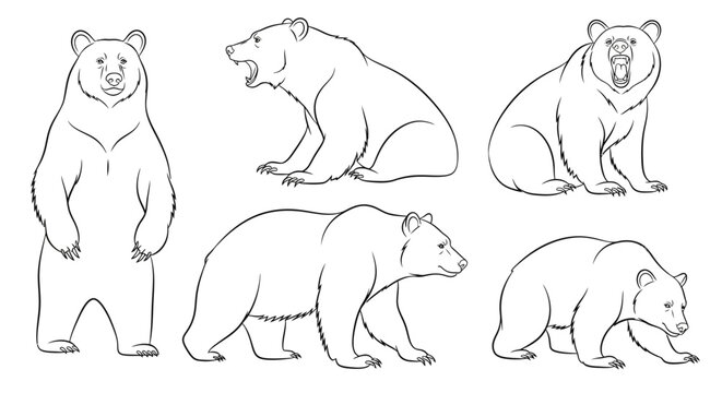 Bear set, hand drawn line art illustrations of grizzly bears