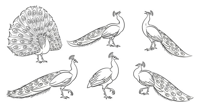 Peacock collection, hand drawn ink sketches of beautiful exotic birds