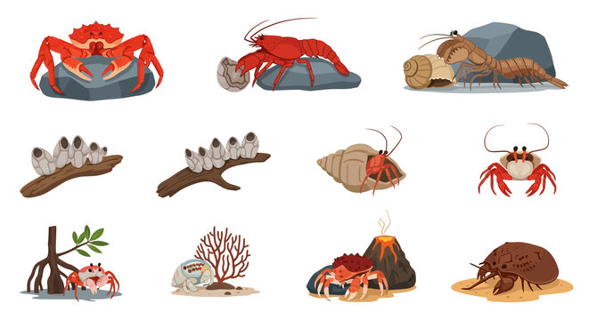 Collection of Various Crayfish, Hermit Crabs, and Marine Insects