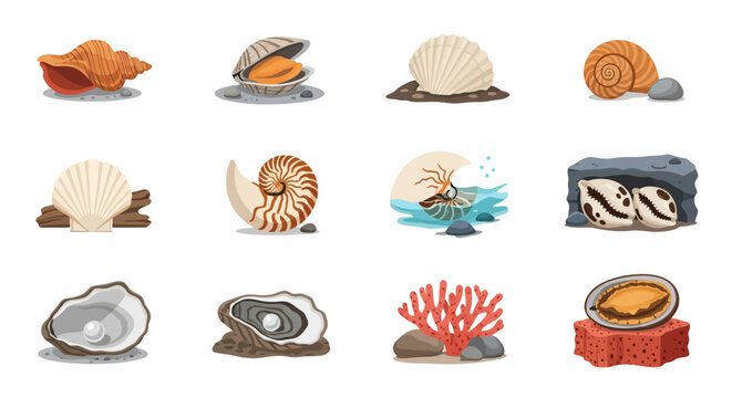 Set of Marine Shells and Coral in Different Shapes and Colors