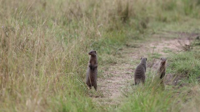 Banded mongoose pauses on a dirt safari track in Mara savannah, standing alert in watchful upright posture, telephoto small-mammal shot, Masai Mara National Reserve, Kenya, 4K UHD safari B-roll