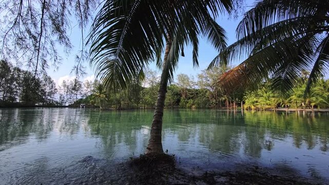 Shaded tropical backwater with leaning palm and calm reflections