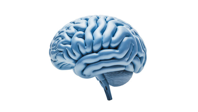 Detailed blue human brain model, isolated on transparent background