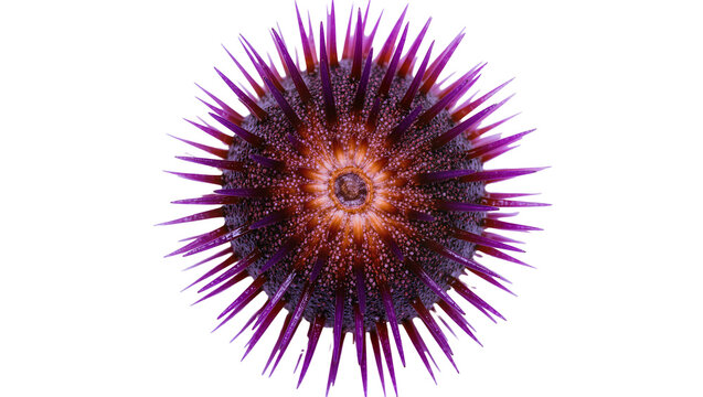 Purple spiny sea urchin with detailed texture, isolated on transparent background