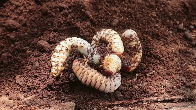 A group of rhinoceros beetle (Oryctes nasicornis) larvae or grubs crawling on decayed coconut tree trunk soil