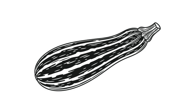 Detailed black and white engraving style illustration of a whole zucchini squash shown from a side perspective.