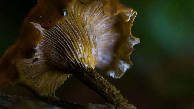 Wild Tropical Gilled Mushroom (Agaricales sp.) on Decaying Wood &mdash; Macro Close-Up, Borneo Rainforest, Kalimantan, Indonesia
