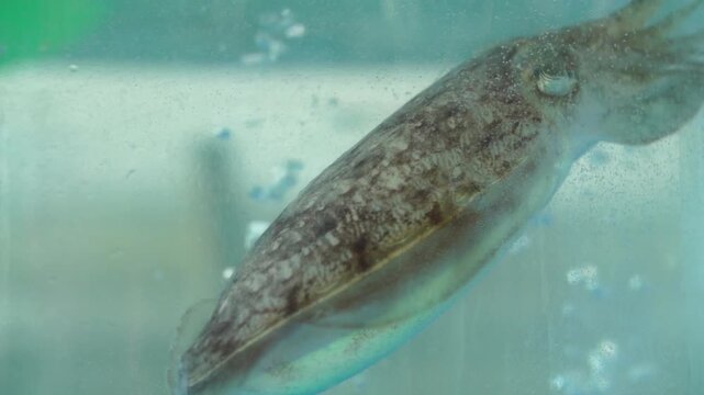 Fresh Long Arm Octopus from West Sea Tidal Flat Korea 낙지 싱싱한 해산물 한국 서해안 갯벌