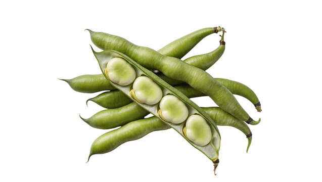Fresh green fava beans one pod opened revealing plump seeds, isolated on transparent background
