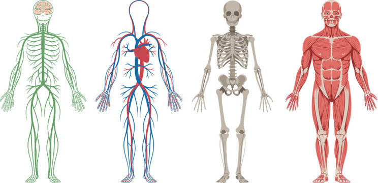 Human body systems set nervous circulatory skeletal and muscular anatomy vector illustration medical education diagram collection