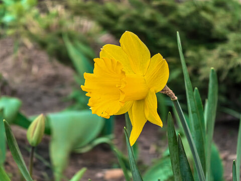 Close up of Yellow Dutch Master Daffodil Narcissus pseudonarcissus in Bloom