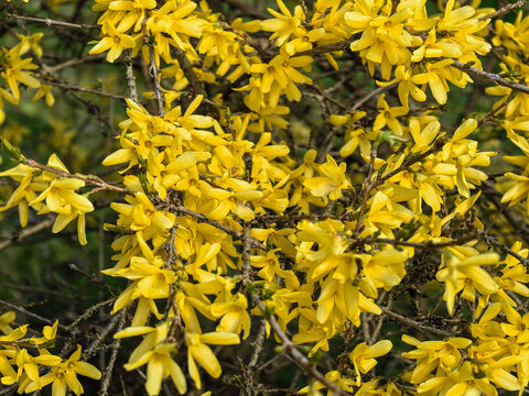 Yellow Forsythia Maluch Dwarf Shrub Blossoms in Spring Garden