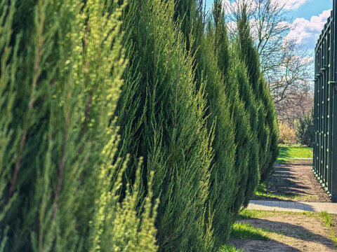 Perspective View of Columnar Juniperus Virginiana Skyrocket Hedge