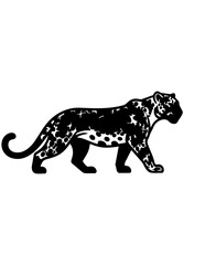 Fototapeta premium Black Leopard Walking Side View.