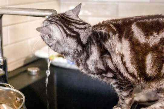 cat drinking from a kitchen tap