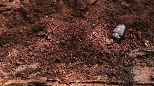 A rhinoceros beetle (Oryctes nasicornis) on a decaying coconut palm trunk, highlighting its natural habitat and decomposer role in the ecosystem
