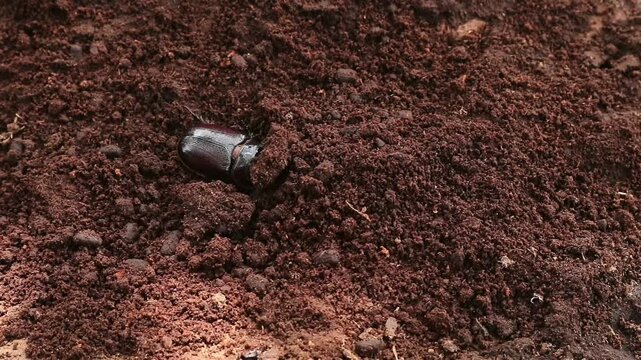 A rhinoceros beetle (Oryctes nasicornis) on a decaying coconut palm trunk, highlighting its natural habitat and decomposer role in the ecosystem