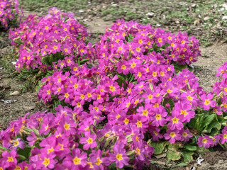 Fototapeta premium Pink Primrose Flowers Primula pruhoniciana Clusters in Spring