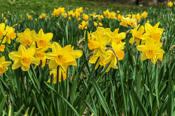 Fototapeta premium Field of Yellow Narcissus Pseudonarcissus in Spring