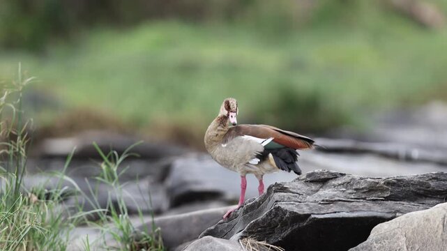 Egyptian goose flares one wing wide while preening on the rocky Mara riverbank, exposing iridescent green and chestnut wing patches, Masai Mara National Reserve, Kenya, 4K UHD slow-motion bird B-roll