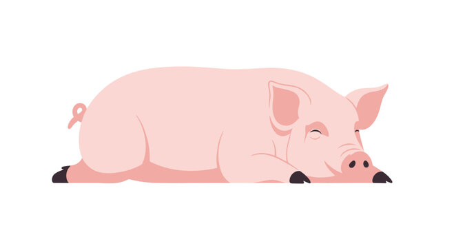 Cute Pink Pig Sleeping Peacefully on White Background, Farm Animal