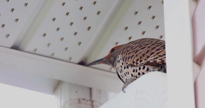 Northern flicker woodpecker perched under a white porch soffit. Close-up profile showing spotted plumage and long beak in a suburban setting.