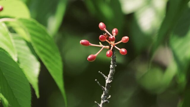 Tokyo,Japan - May 2, 2026: Cherries of Sakura or Somei Yoshino in summer