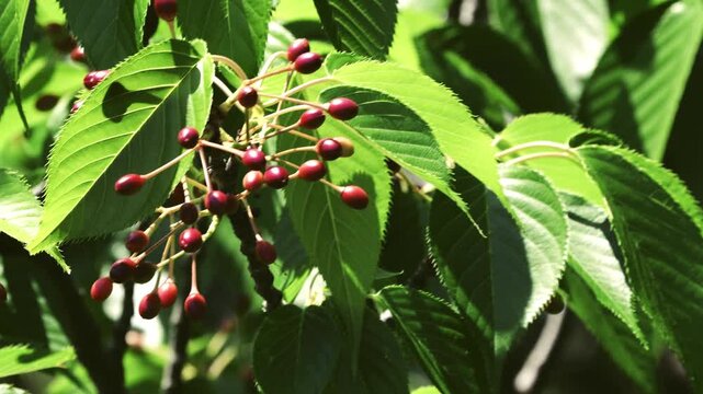 Tokyo,Japan - May 2, 2026: Cherries of Sakura or Somei Yoshino in summer