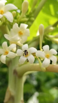 video of trigone stingless bees foraging for nectar in papaya flowers