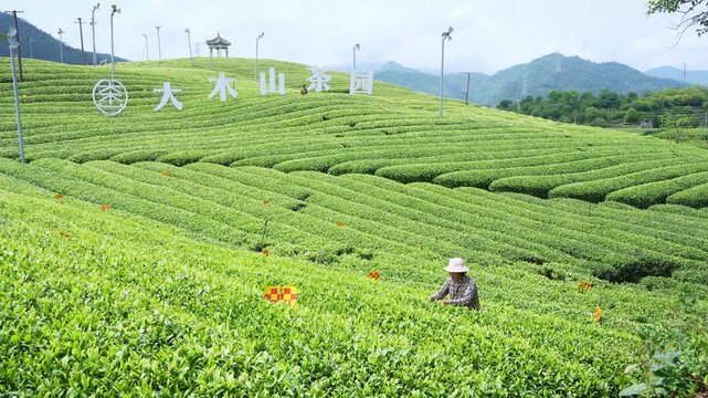 A female tea picker working on terraced tea gardens at Damu Mountain Tea Garden in springtime