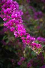 Obraz premium Bougainvillea branches, leaves, and flowers.