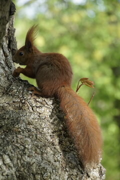 The image shows a red squirrel (Sciurus vulgaris), a species of tree squirrel found throughout Europe. These mammals are distinguished by their reddish-brown fur, creamy-white underparts, and long tuf