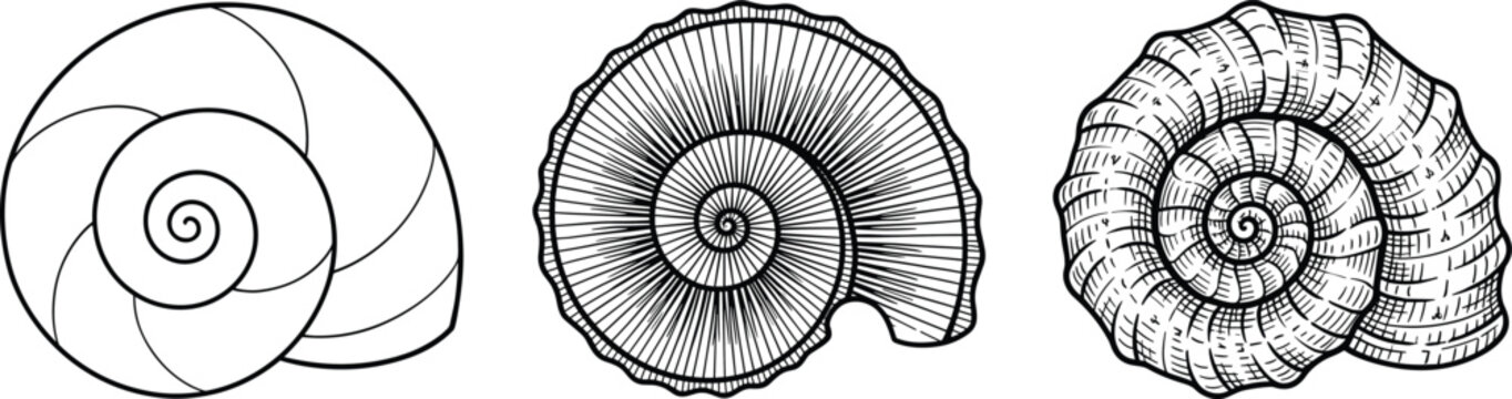 Detailed spiral shell vector illustration set showing natural variations in texture, geometry, and artistic marine-inspired design