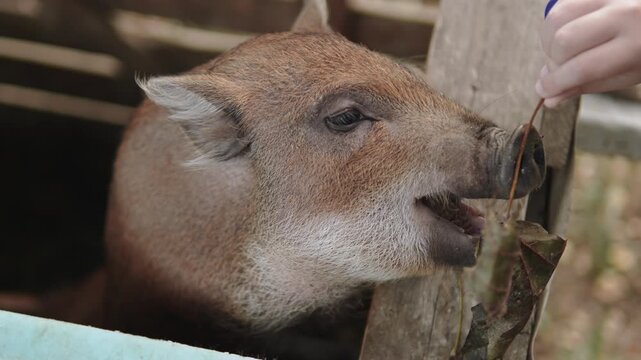 Person giving dry leaf to mini pig in wooden pen on farm. Piglet gently taking leaf while leaning on wall of enclosure. Interaction between human and animal on autumn day.
