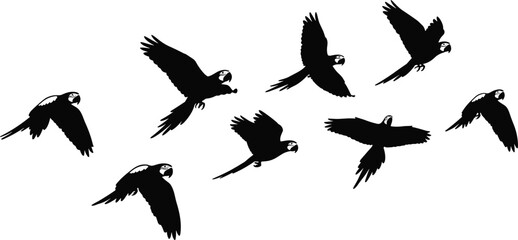 Black Silhouette Flock of Eight Parrots Flying Together in Dynamic Poses on White Background \ © NR