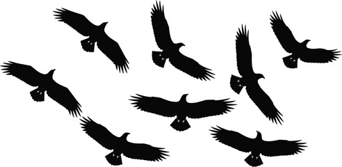 Naklejka premium Black Silhouette Flock of Eight Eagles Soaring with Wide Spread Wings in Various Angles on White Background